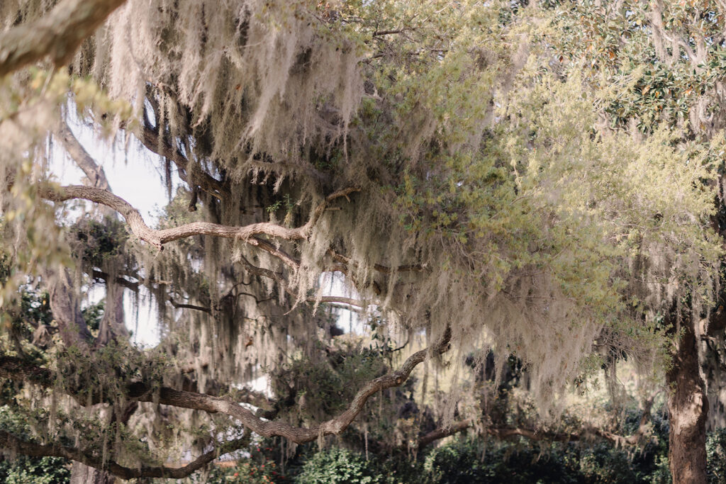 Beaulieu Estate | The Ultimate Wedding Venue