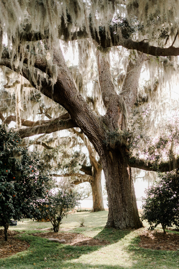 Beaulieu Estate--The Ultimate Wedding Venue
