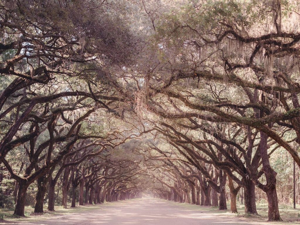 Wormsloe Historic Site in Savannah, GA - Esther Griffin Photography