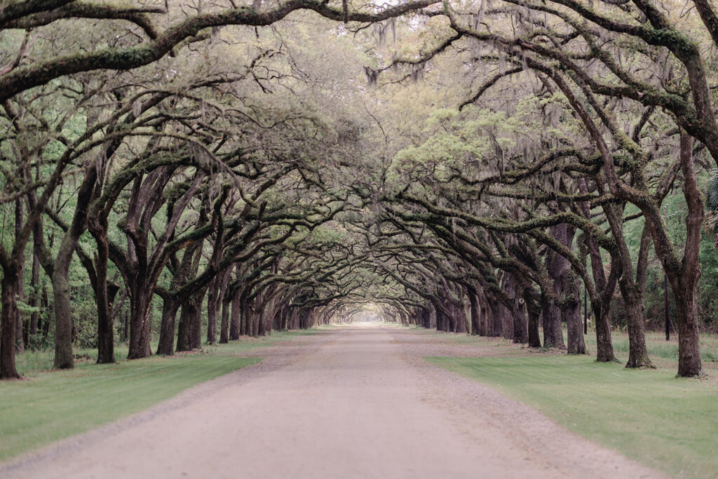 Wormsloe Historic Site - Best Photo Locations in Savannah - Esther Griffin Photography
