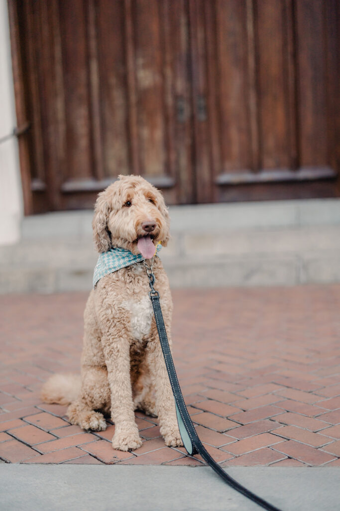 Proposal in Lafayette Square, Savannah - Esther Griffin Photography