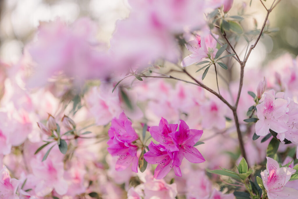 Spring in Savannah - Esther Griffin Photography
