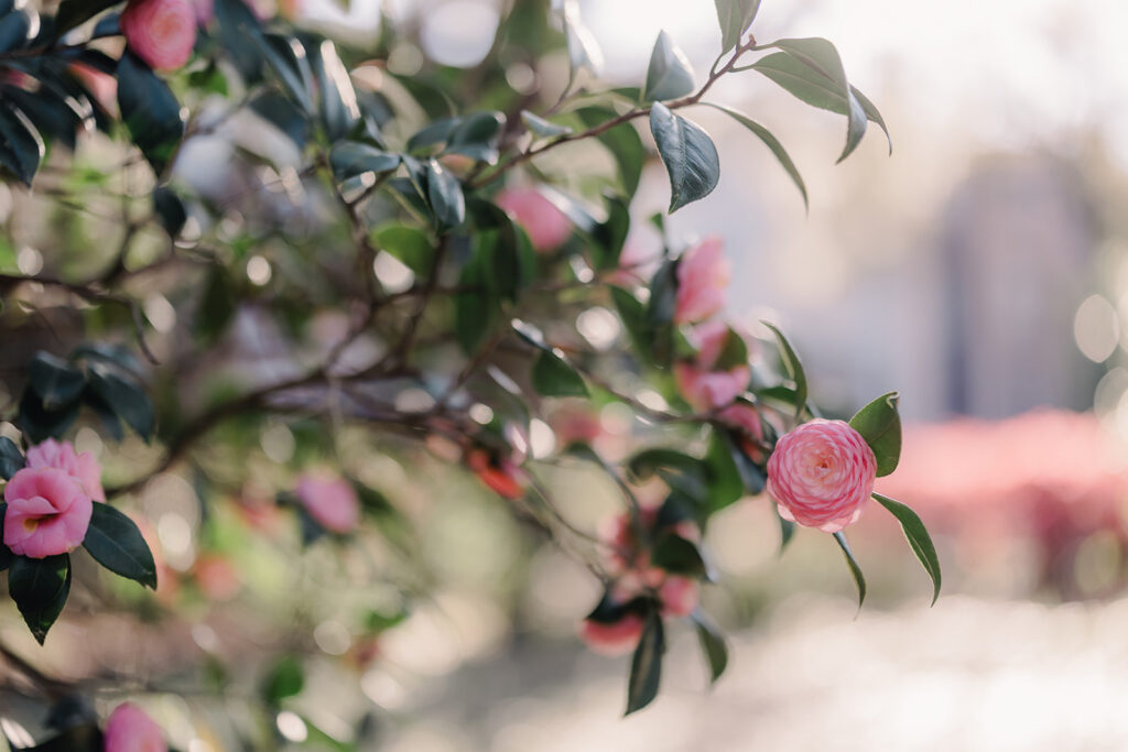 Spring in Savannah - Esther Griffin Photography